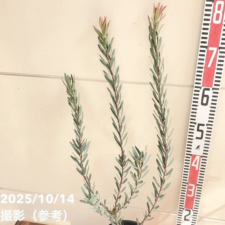 リューカデンドロン レッドデビル 5号｜花木04-PA | 花木・庭木 | 赤塚