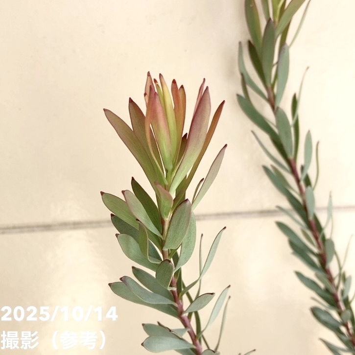 リューカデンドロン レッドデビル 5号｜花木04-PA | 花木・庭木 | 赤塚