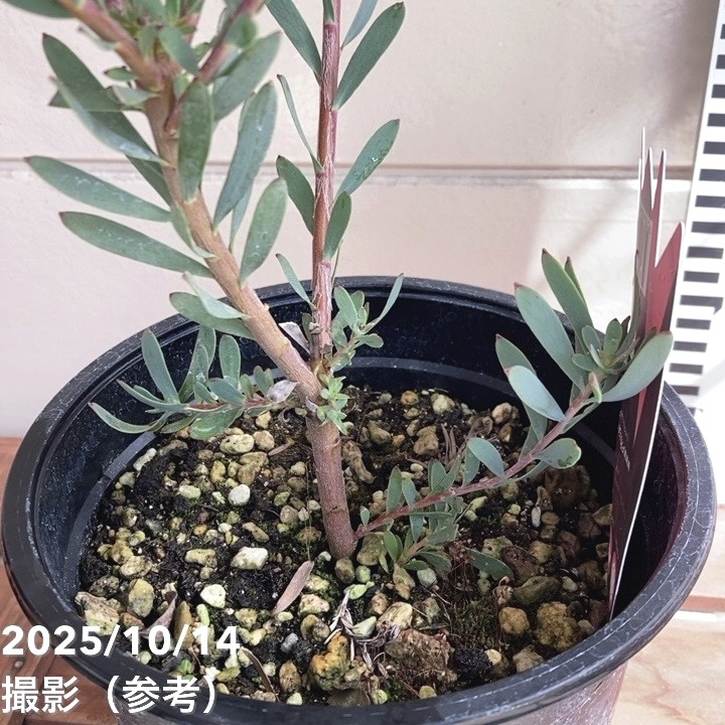 リューカデンドロン レッドデビル 5号｜花木04-PA | 花木・庭木 | 赤塚