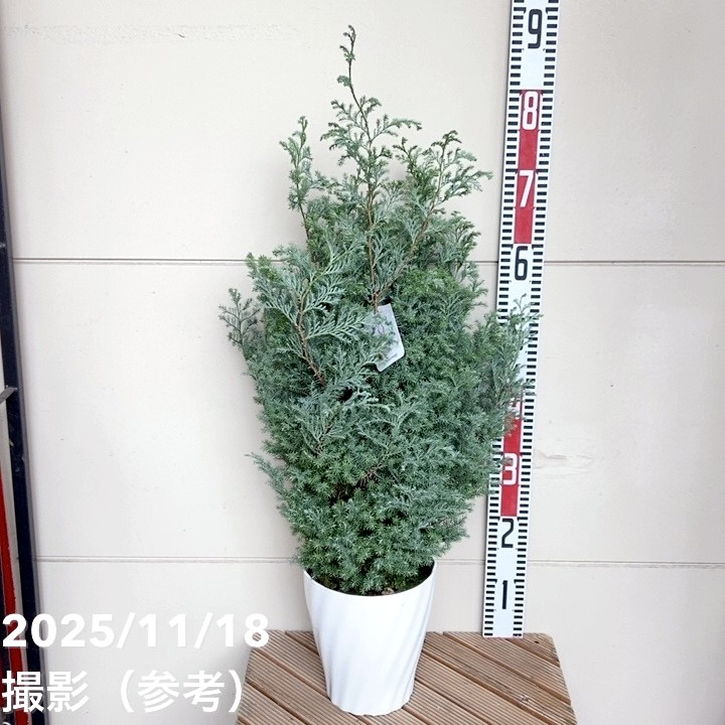 北欧スタイル ヒムロスギ 6号｜花木04-PA | 花木・庭木 | 赤塚植物園