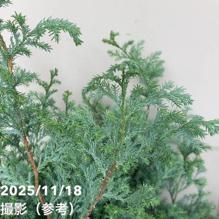 北欧スタイル ヒムロスギ 6号｜花木04-PA | 花木・庭木 | 赤塚植物園