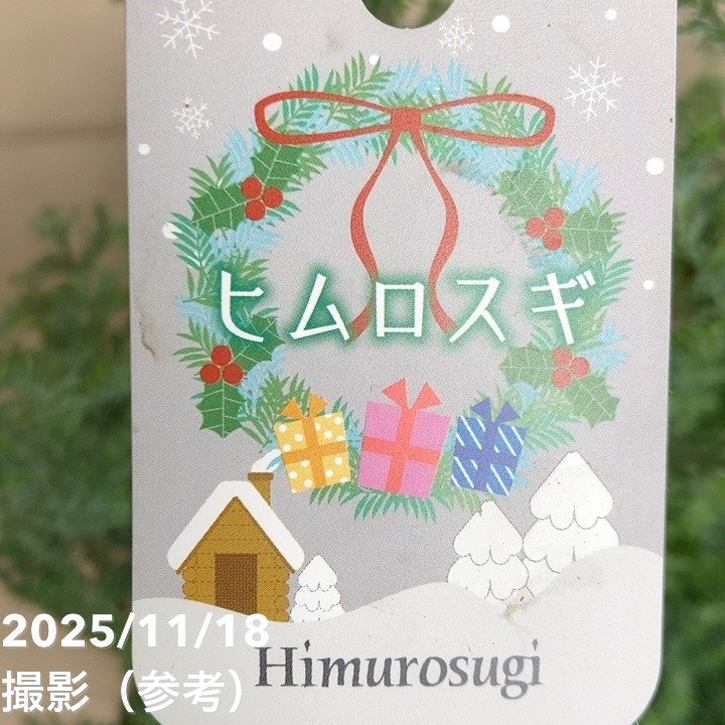 北欧スタイル ヒムロスギ 6号｜花木04-PA | 花木・庭木 | 赤塚植物園