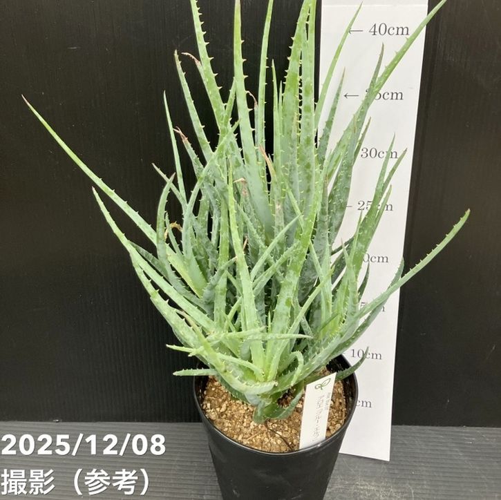 アロエ ブルーエルフ 4.5号｜観葉10-TU | 観葉・多肉 | 赤塚植物園