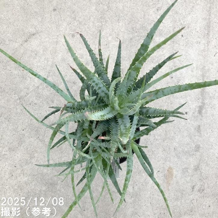 アロエ ブルーエルフ 4.5号｜観葉10-TU | 観葉・多肉 | 赤塚植物園