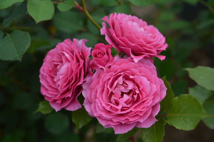 バラ大苗 パルミラ 7号 ロサ・オリエンティスプログレッシオ｜花木04