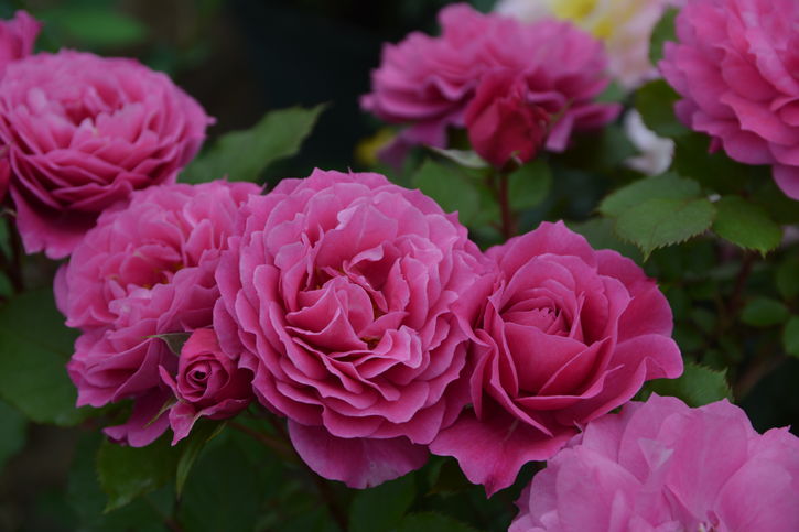 バラ大苗 パルミラ 7号 ロサ・オリエンティスプログレッシオ｜花木04