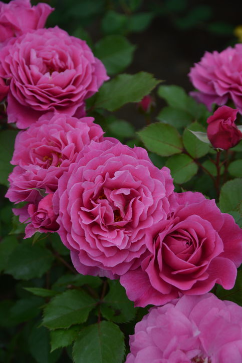 バラ大苗 パルミラ 7号 ロサ・オリエンティスプログレッシオ｜花木04