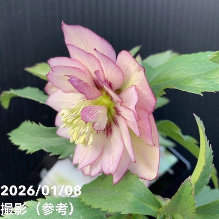 一点物】堀切園 クリスマスローズ ウィンターシンフォニー 5号角鉢