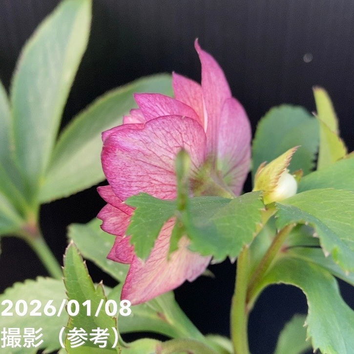 Winnieさま専用（原画）月下のローズガーデン ほか　3点おまとめ 一点物】堀切園 クリスマスローズ ウィンターシンフォニー 5号角鉢