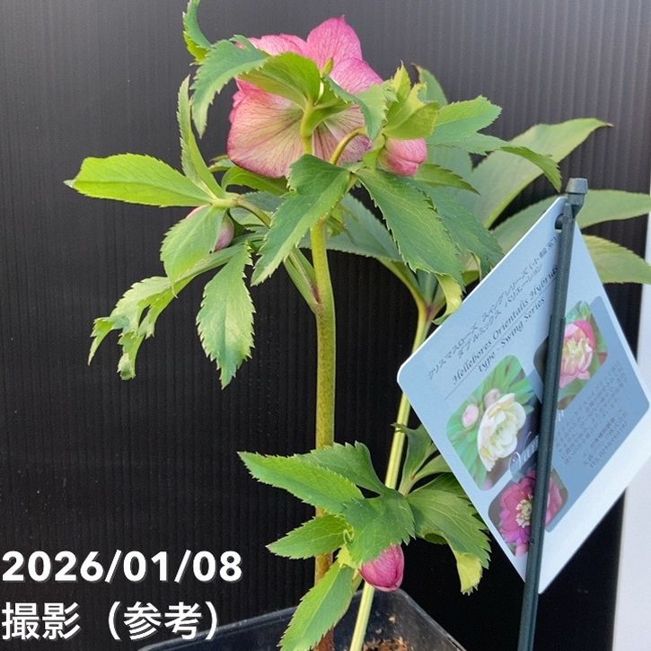 一点物】堀切園 クリスマスローズ ウィンターシンフォニー 5号角鉢