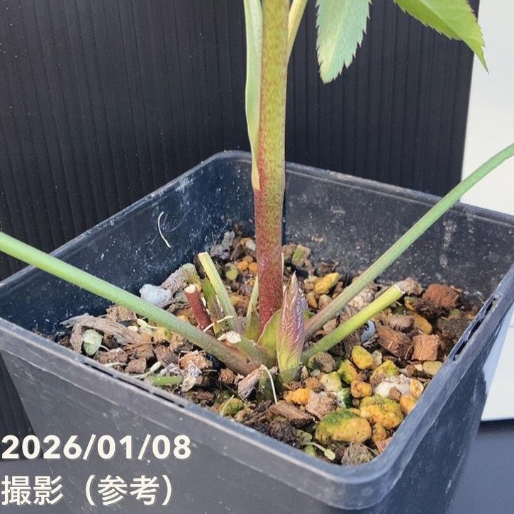 一点物】堀切園 クリスマスローズ ウィンターシンフォニー 5号角鉢