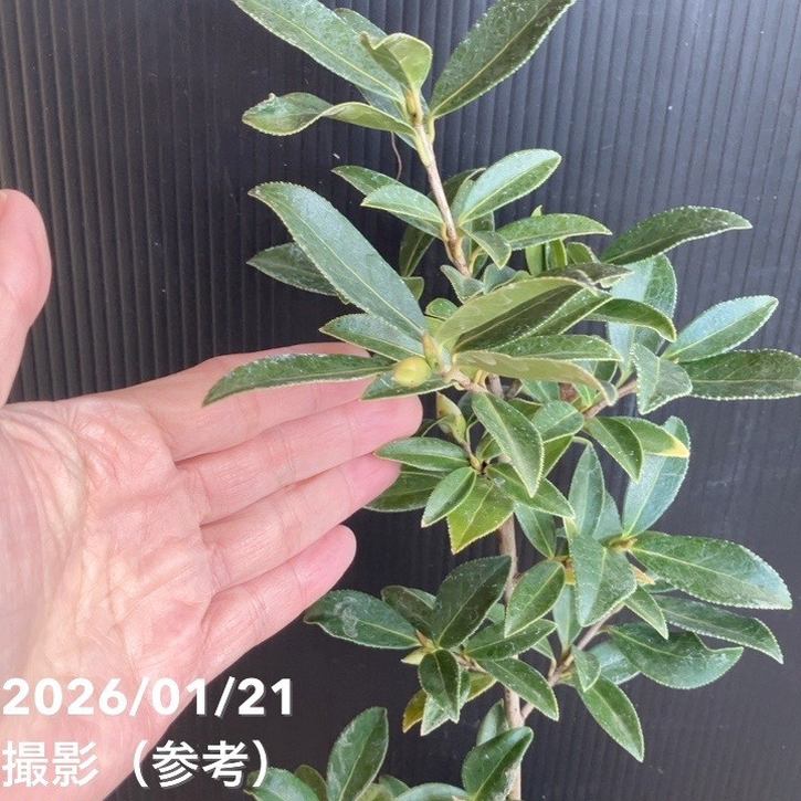 現品お届け】椿 ツバキ 4号 サルウィンツバキ KM9［こだわりの前田