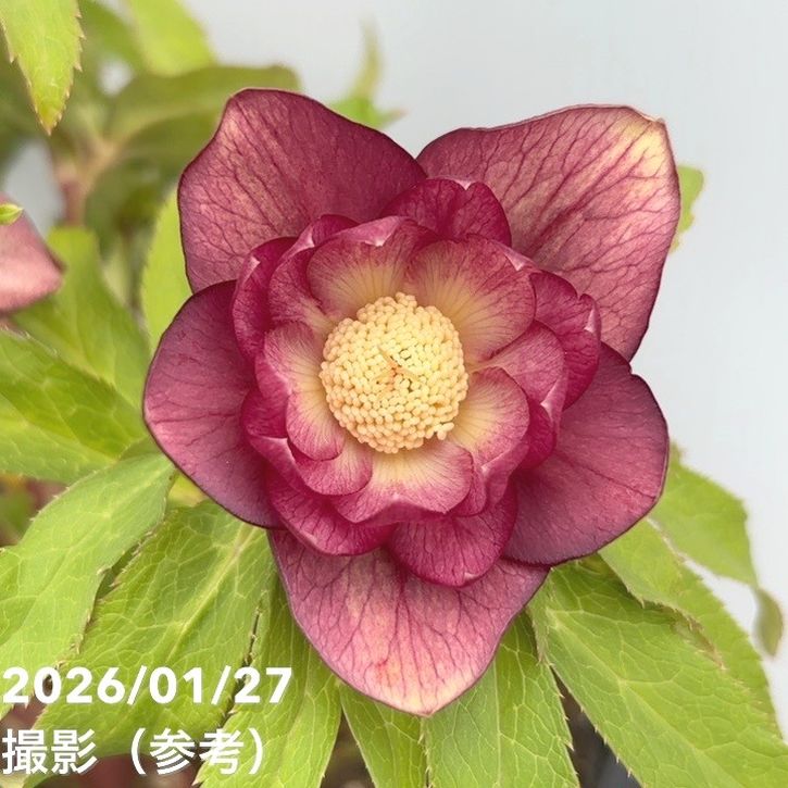 一点物】広瀬園芸 クリスマスローズ 6号（HR5）｜山野04-PA | 草花