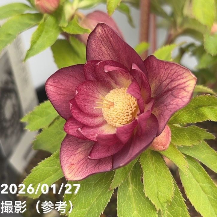 一点物】広瀬園芸 クリスマスローズ 6号（HR5）｜山野04-PA | 草花