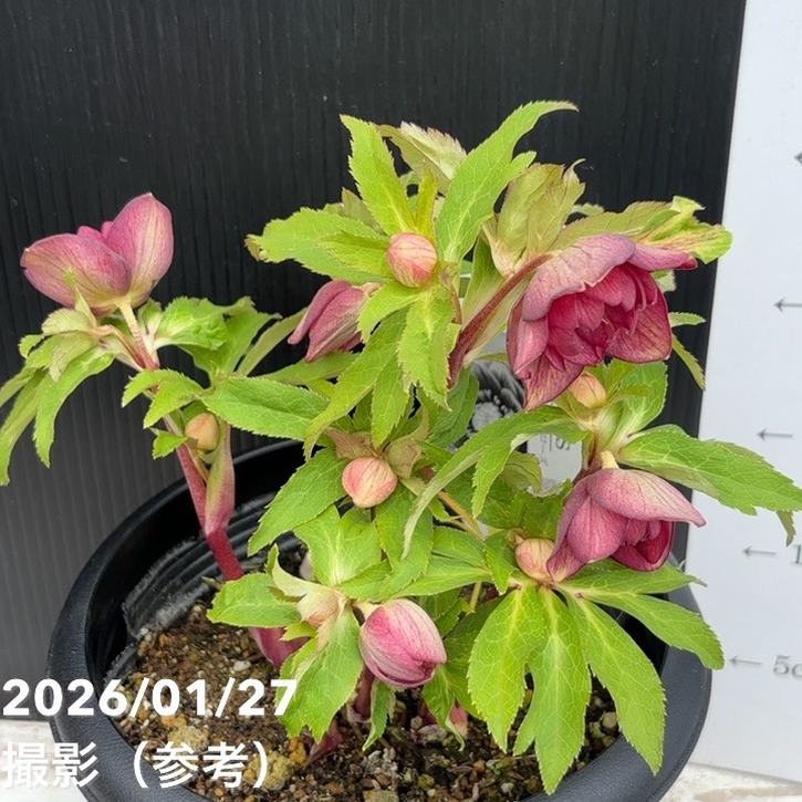 一点物】広瀬園芸 クリスマスローズ 6号（HR5）｜山野04-PA | 草花