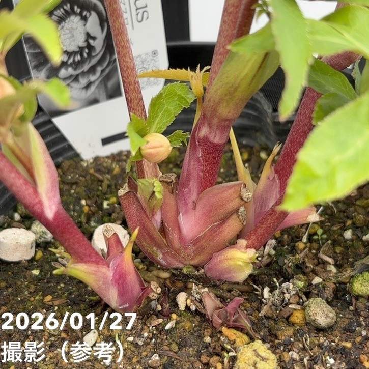 一点物】広瀬園芸 クリスマスローズ 6号（HR5）｜山野04-PA | 草花