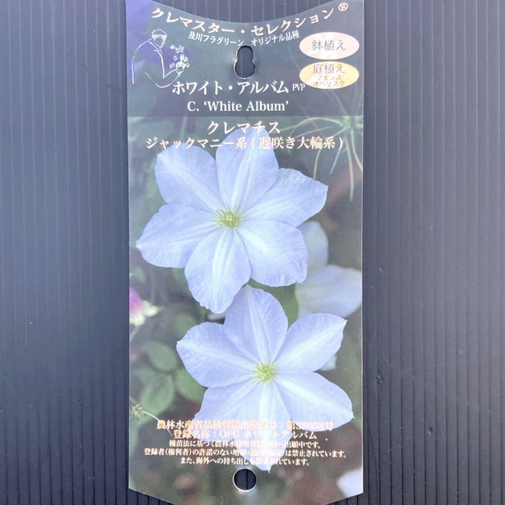 クレマチス ジャックマニー系（遅咲き大輪系）ホワイトアルバム 4号