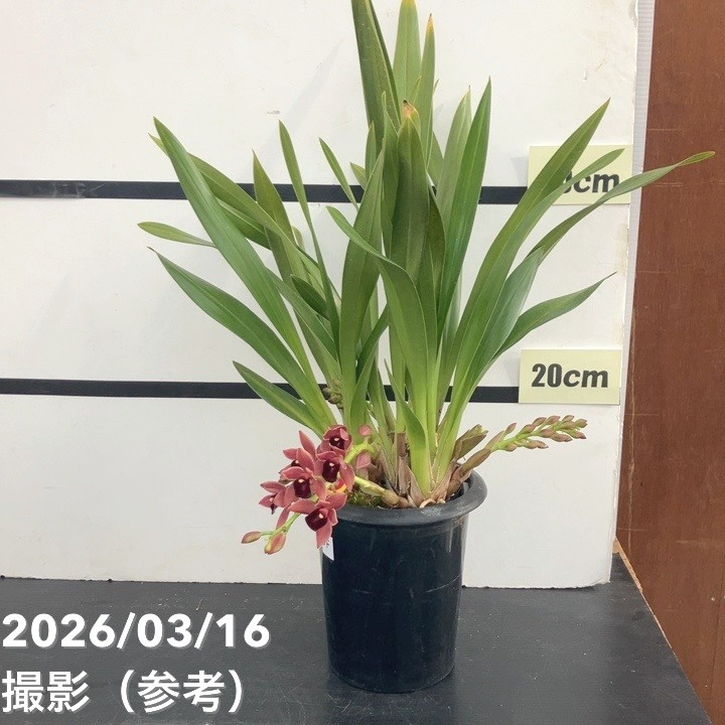 まもなく開花 花芽3個＞フォアゴットンフルーツ 5.5号｜ミツバチ蘭｜洋