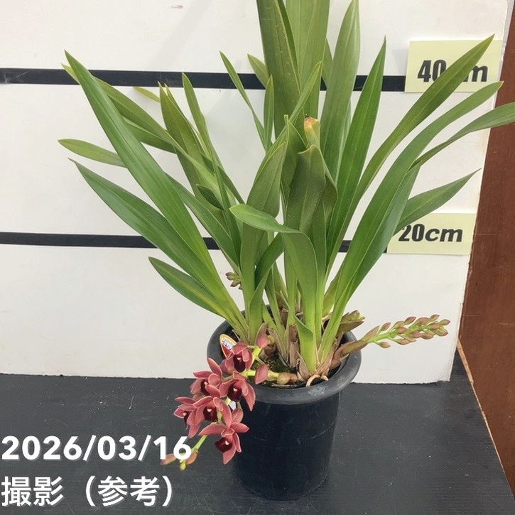 まもなく開花 花芽3個＞フォアゴットンフルーツ 5.5号｜ミツバチ蘭｜洋