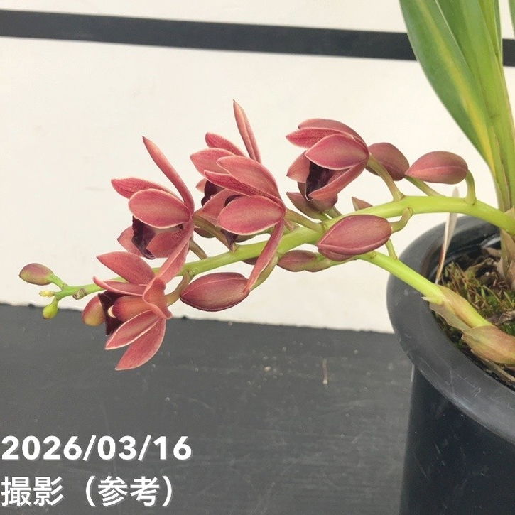フォアゴットンフルーツ 花芽4本 5.5寸鉢 園芸ネット本店｜シンビジューム：フォアゴットンフルーツ花芽付き4号