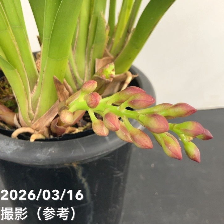 まもなく開花 花芽3個＞フォアゴットンフルーツ 5.5号｜ミツバチ蘭｜洋