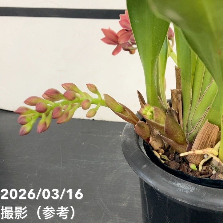 まもなく開花 花芽3個＞フォアゴットンフルーツ 5.5号｜ミツバチ蘭｜洋