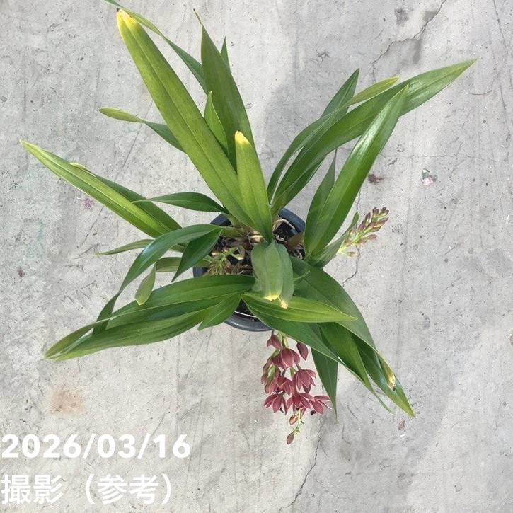 まもなく開花 花芽3個＞フォアゴットンフルーツ 5.5号｜ミツバチ蘭｜洋