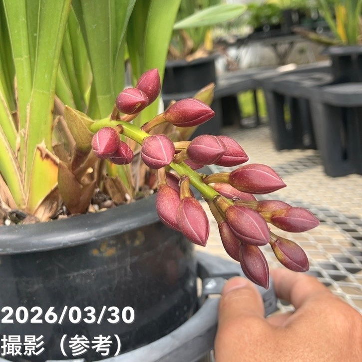 まもなく開花 花芽3個＞フォアゴットンフルーツ 5.5号｜ミツバチ蘭｜洋