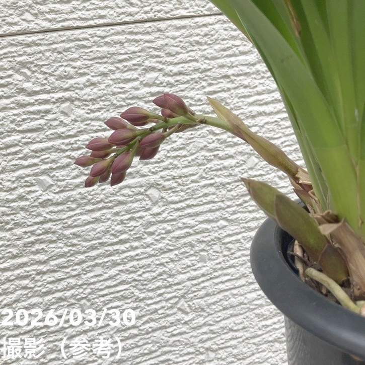 まもなく開花 花芽3個＞フォアゴットンフルーツ 5.5号｜ミツバチ蘭｜洋