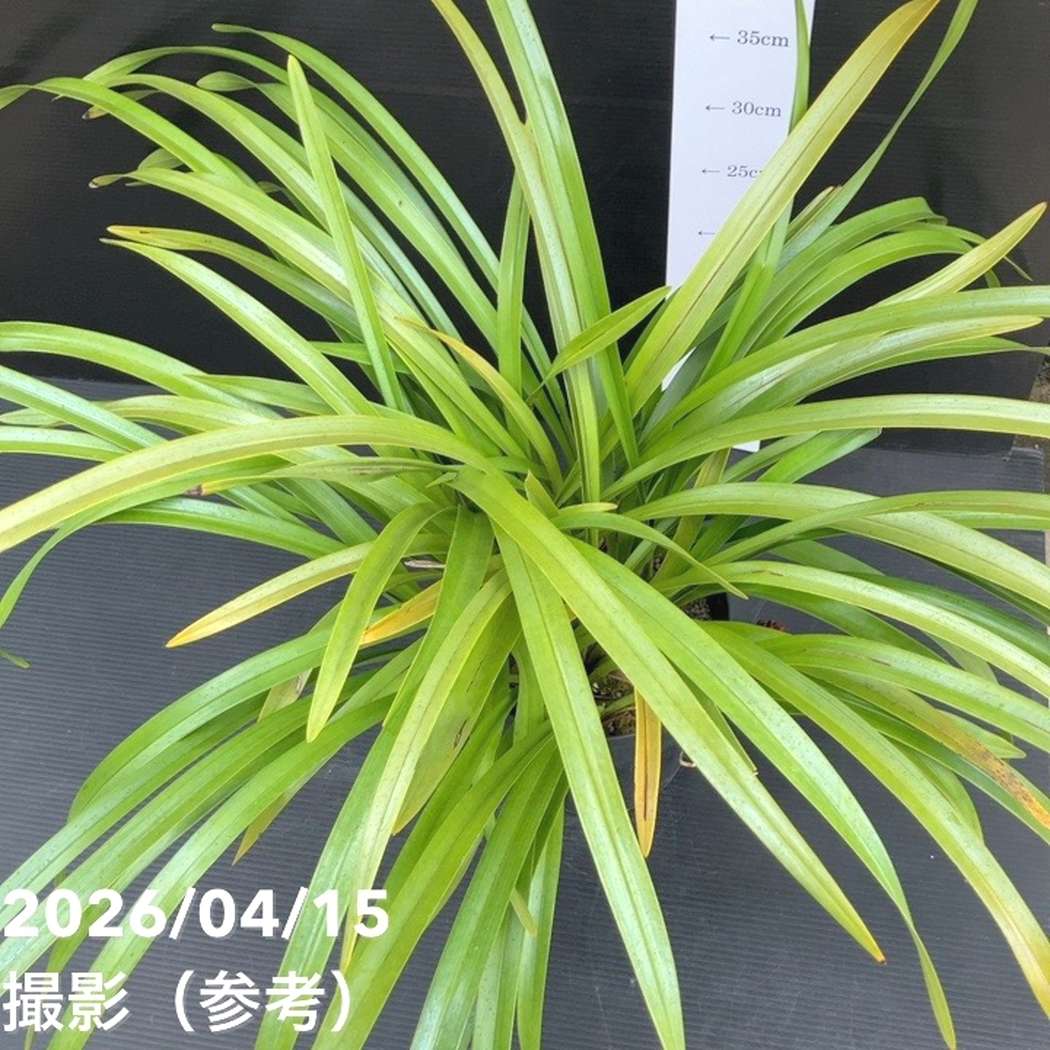 <花芽5個以上>キンリョウヘン 6号(品種不明)|ミツバチ蘭|洋蘭10-TU