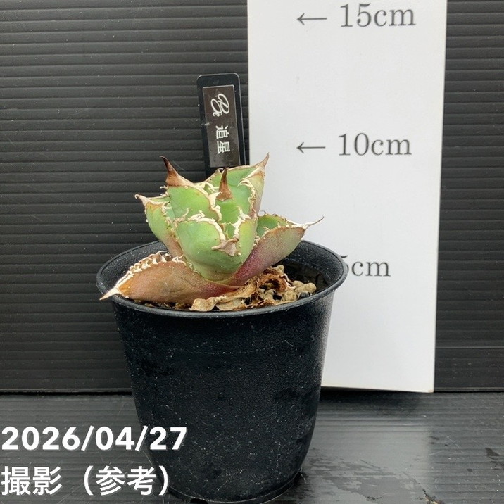 アガベ 海さん 2株 Agave Titanota surf002 from @surf.is.high 僕が初めてサーフさんから