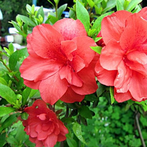 サツキ 紅盃 4号×3株セット｜花木10-AK | 花木・庭木,サツキ