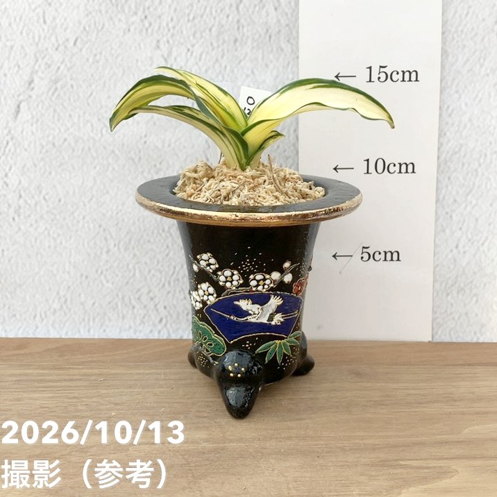 秋セール10%OFF！11/1まで】【現品お届け】豊明園 万年青 オモト 金剛