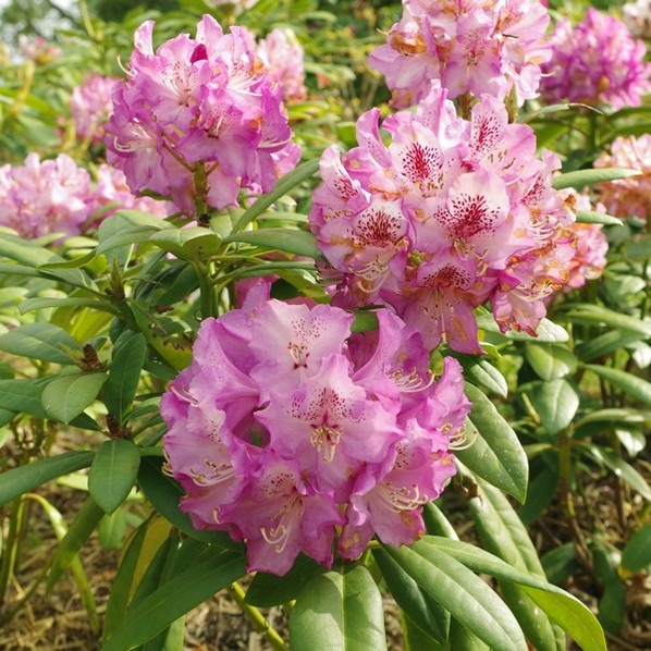 シャクナゲ スーパーローディー 3.5号 パープルジュエル｜花木01-D1