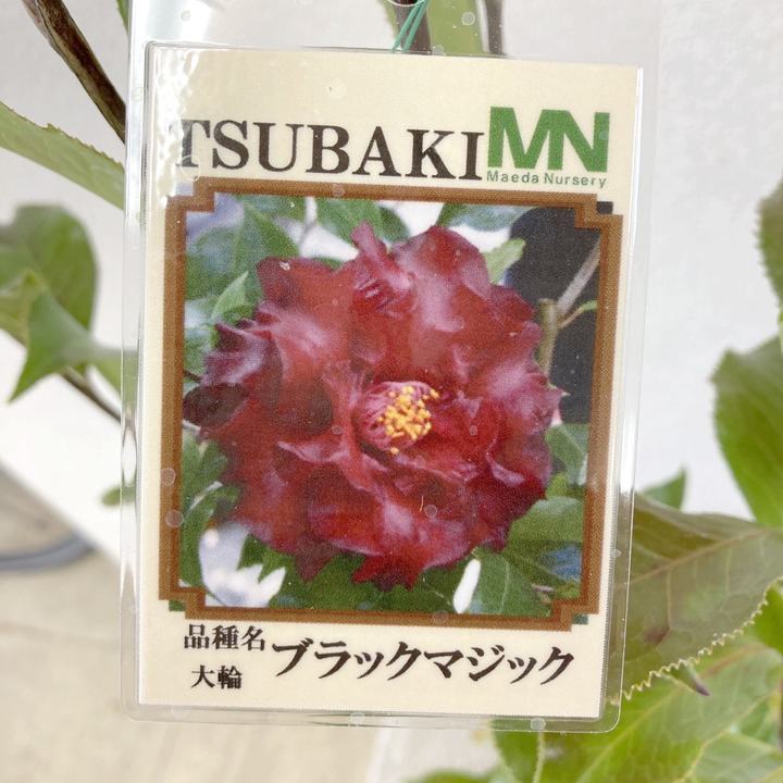 椿 ツバキ 4号 ブラックマジック［こだわりの前田ナーセリー苗］｜花木