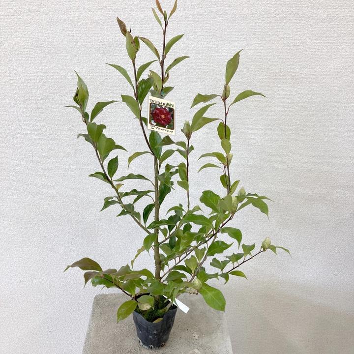 椿 ツバキ 4号 ブラックマジック［こだわりの前田ナーセリー苗］｜花木