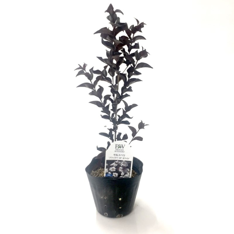 サルスベリ　ブラックパールホワイト　/ 544 サルスベリ ブラックパール® | PROVEN WINNERS (PW)【植物の国際