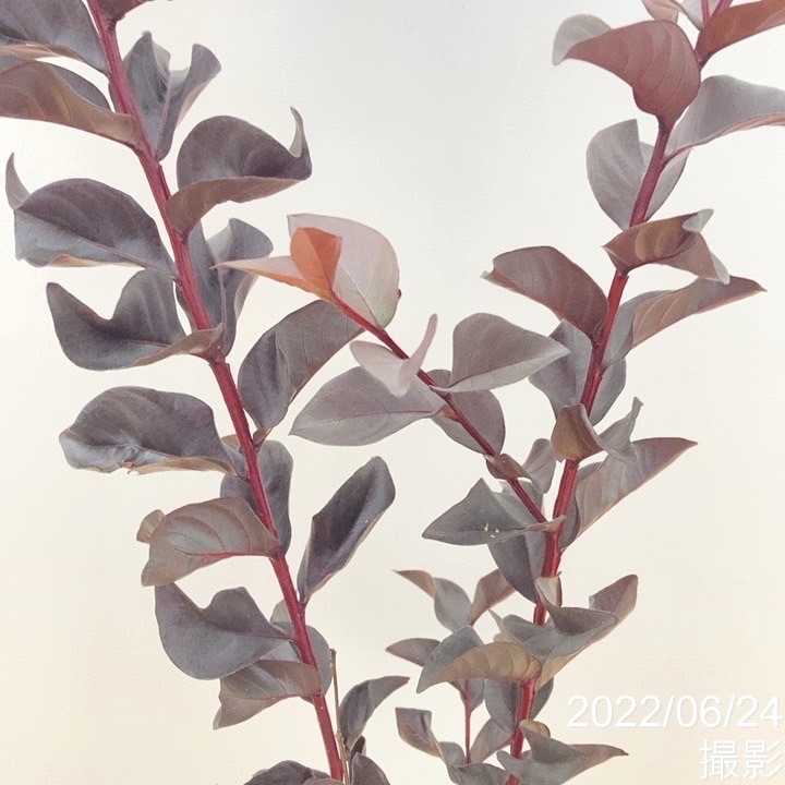 サルスベリ ブラックパール 'ホワイト' 5号ポット ※お届けまでに