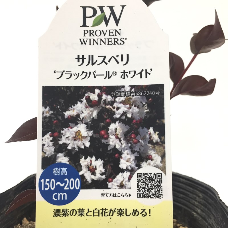 サルスベリ　ブラックパールホワイト　/ 544 サルスベリブラックパール・ホワイト販売開始致しました。｜常緑