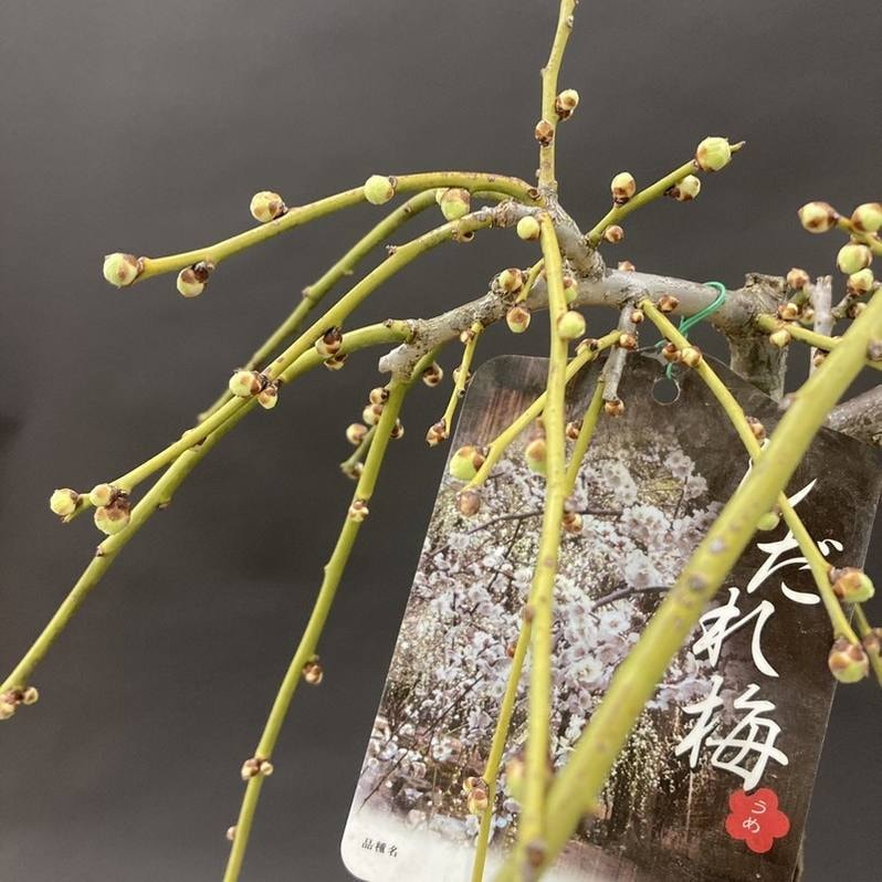 しだれ梅 白 7号｜花木04-PA | 花木・庭木,サクラ・梅 | 赤塚