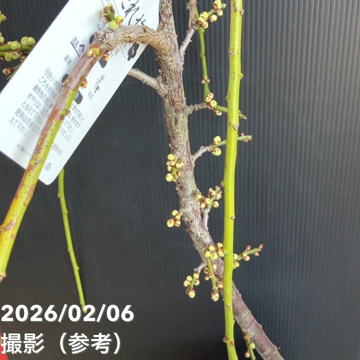 庭木、しだれ梅分けてください。 しだれ梅 | 剪定・伐採・草刈りなど庭手入れ専門造園業者｜植木屋smile