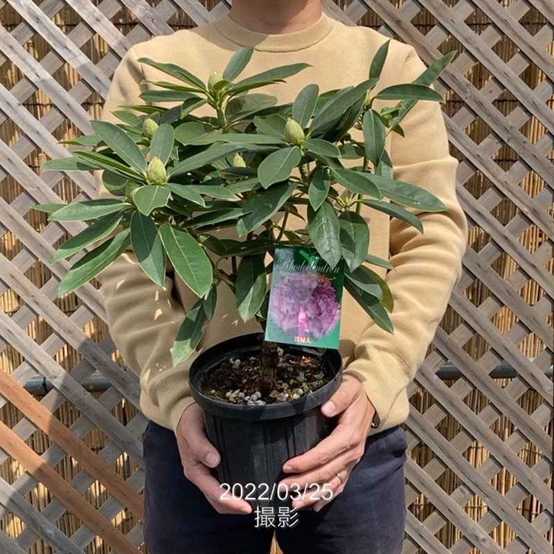 西洋シャクナゲ 石楠花 9号鉢 蕾付き 4年生