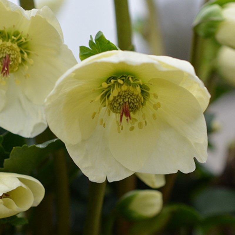 クリスマスローズ 童仙房 HGC 雪の妖精 リサン 4.5号｜山野04-PA