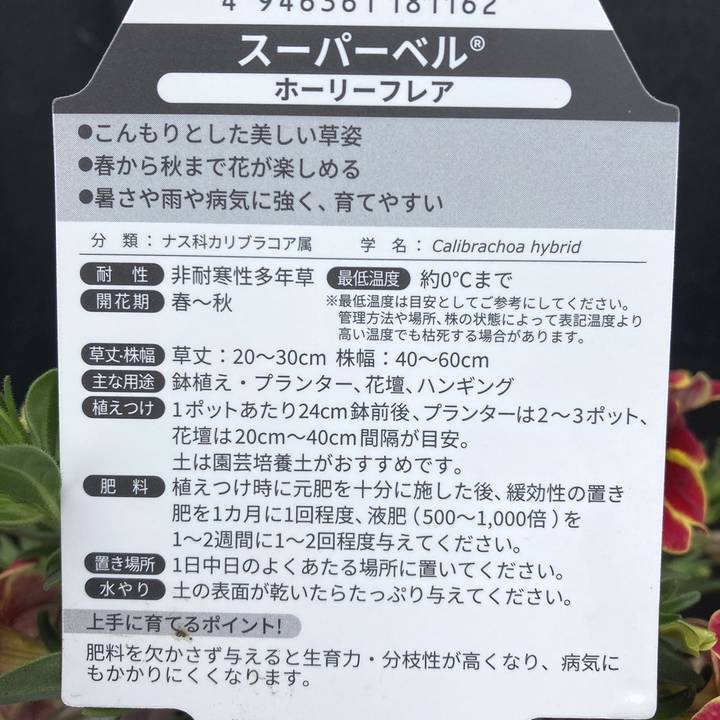 PW スーパーベル ホーリーフレア 3.5号×3株セット｜草花04-PA | 草花