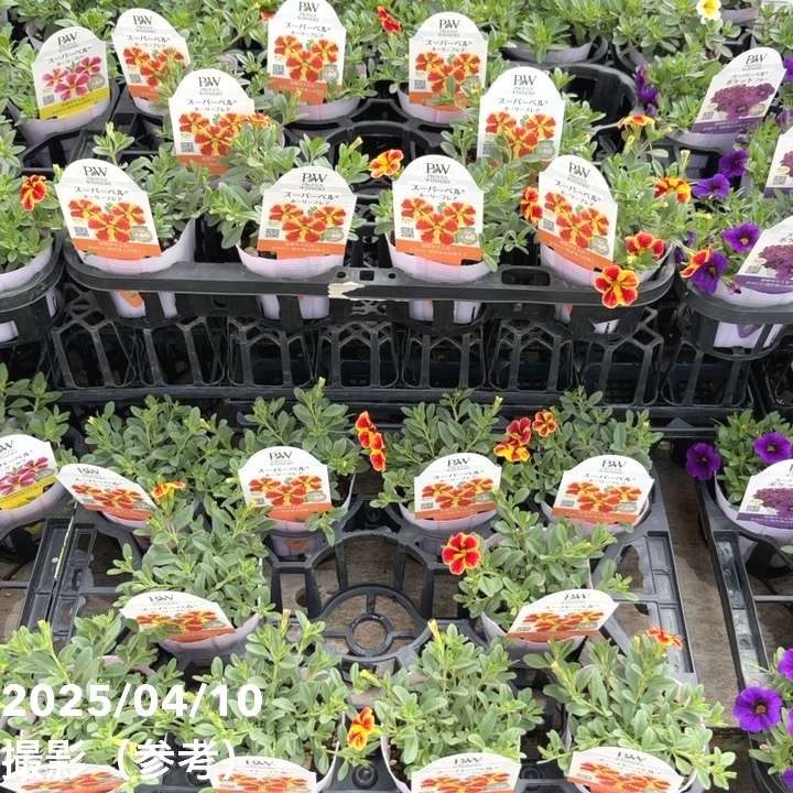 PW スーパーベル ホーリーフレア 3.5号×3株セット｜草花04-PA | 草花