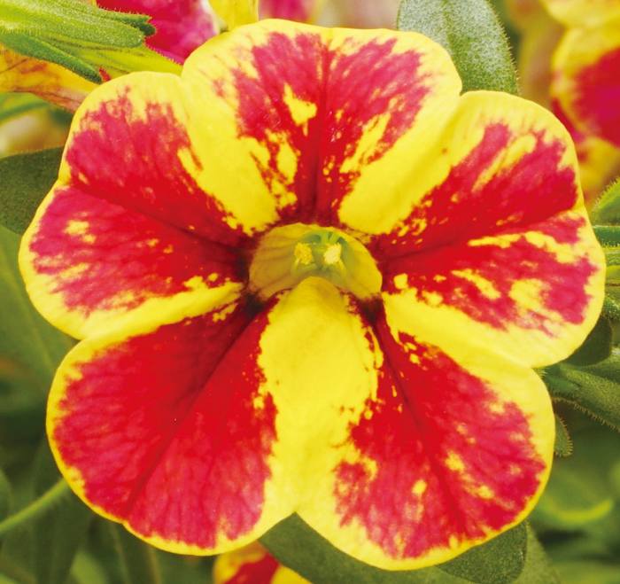 PW スーパーベル ホーリーフレア 3.5号×3株セット｜草花04-PA | 草花