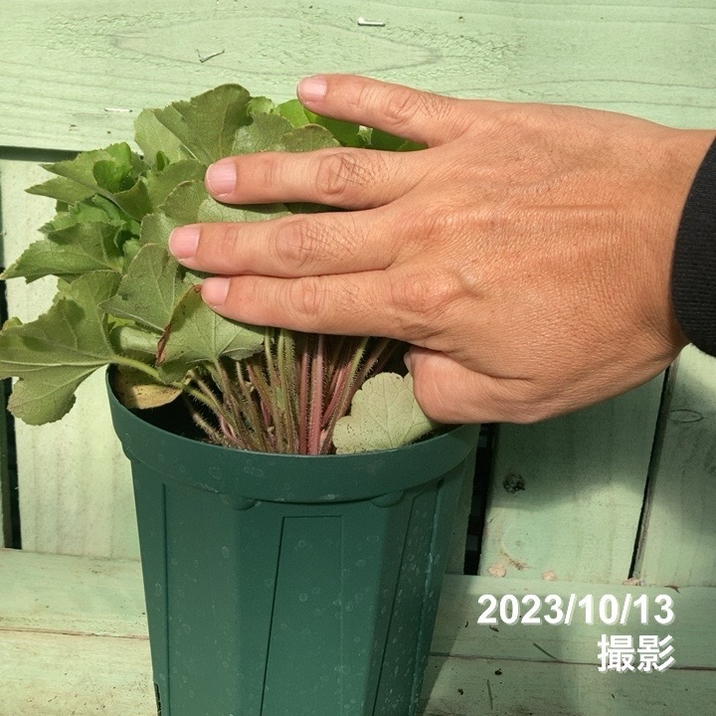 ヒューケラ グアカモール（充実株）5号ロングスリット鉢｜草花04-PA