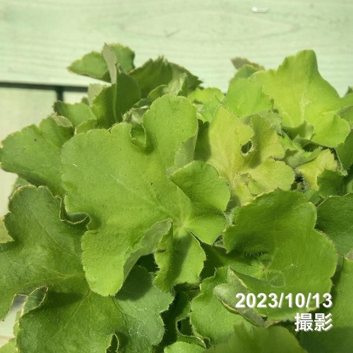 ヒューケラ グアカモール（充実株）5号ロングスリット鉢｜草花04-PA