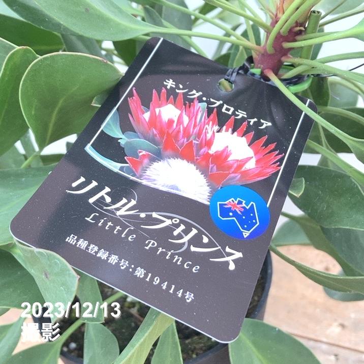キングプロテア　リトルプリンセス　2本立ち キングプロテア リトルプリンス（2本立ち）③ | 沼ノ上農園