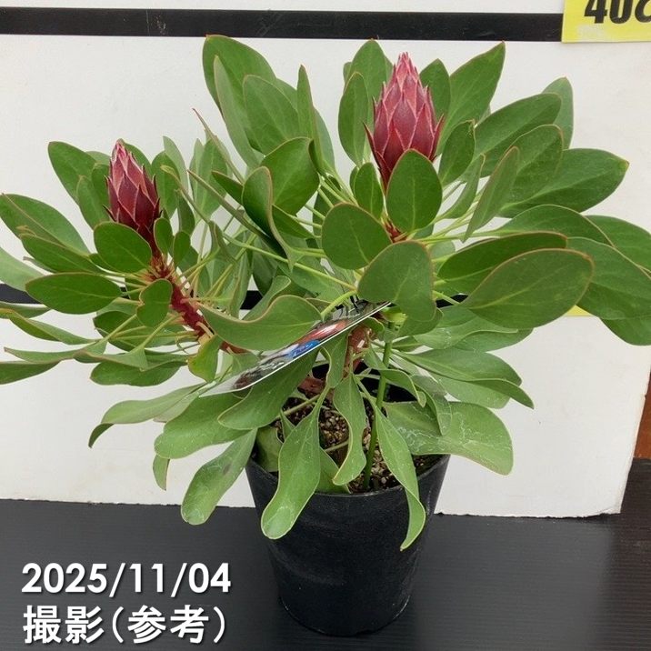 キングプロテア リトルプリンス 2個セット キングプロテア リトルプリンス（2花付き）5号苗 PVP｜花木10-TU